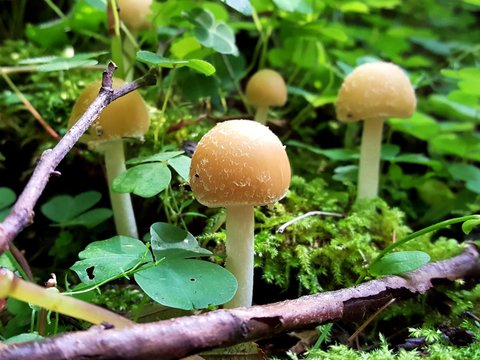 Inedible, but very beautiful and fragile young mushrooms of the genus Psathyrella on the natural soil of a mixed forest, which is covered with green moss, tender grass and fallen twigs.