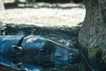 Baby Hippo and Mother