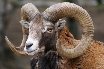 Full frame close-up portrait of a big horn ram mouflon
