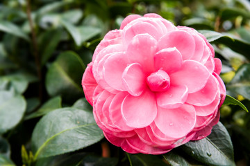 Pink with white Camellia flowers, beautiful pink with white flowers blooming in the garden in winter, 