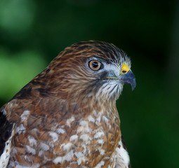 Extreme close-up portrait of a broad-winged hawk on a green background