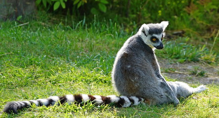 Close-up of an isolated lemur tail extended looking down
 - obrazy, fototapety, plakaty