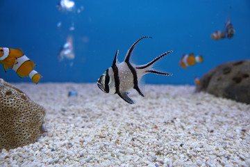 Longfin cardinalfish or kaudern's cardinalfish in the aquarium. Pterapogon hauderri.