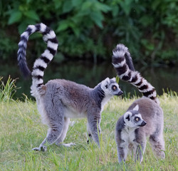 Two lemurs  tails up standing and paying attention on movement on their right side 