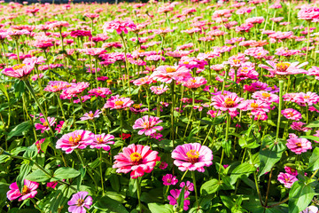 Beautiful colorful cosmos flowers blooming in the garden.