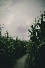 lost in spooky summer corn maze run