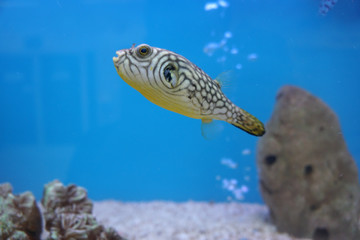 The white-spotted puffer, Arothron hispidus is a medium to large-sized puffer fish, swimming in the...