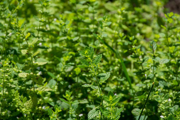 Botanical collection of kitchen and medicinal plants, lemon balm or melissa officialis