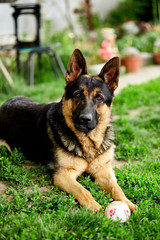 German shepherd lying on the grass in the park.