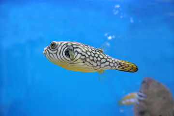 The white-spotted puffer, Arothron hispidus is a medium to large-sized puffer fish, swimming in the...