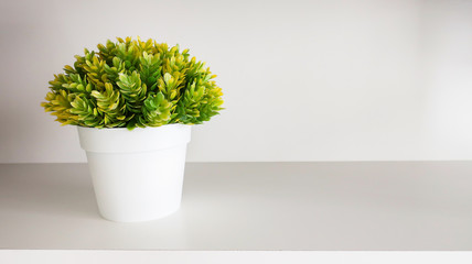 small tree in white pot on white wood background
