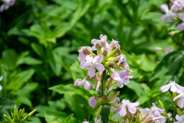 Botanical collection of useful plants, blossom of saponaria officialis or soapwort