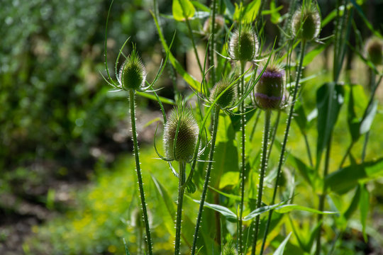 Botanical collection of medicinal plants and herbs, wild teasel or fuller dispacus sylvestris