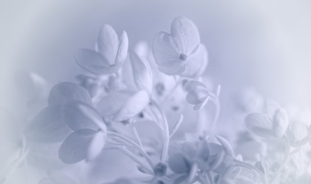 Awesome all white photo of hydrangea flowers depicting purity and simplicity