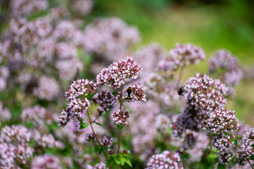 Botanical collection of medicinal and edible plants, blossom of oregano or origanum vulgare kitchen...