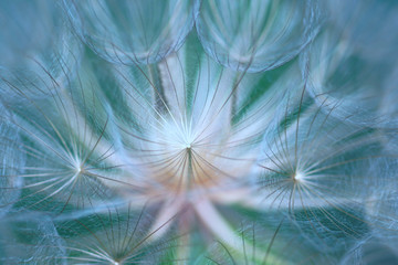 Extreme close up of  a salsify flower on a soft blue green background