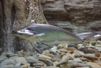 Sheatfish swimming in the aquarium.  Micronema apogon.