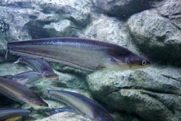 whisker sheatfish swimming in the aquarium.  Phalacronotus bleekeri, commonly known as Bleeker's Sheatfish.