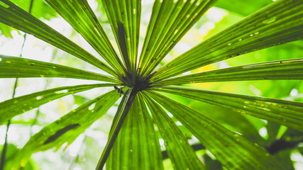 green leaves of palm for nature background	