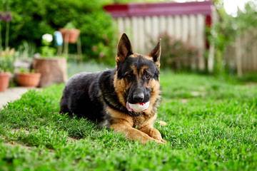 German shepherd lying on the grass in the park.