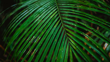 Obraz premium green leaves of palm for nature background 
