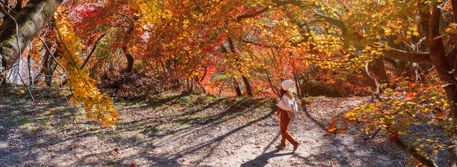Young woman traveler looking beautiful autumn leave fall in Japan, Travel lifestyle concept