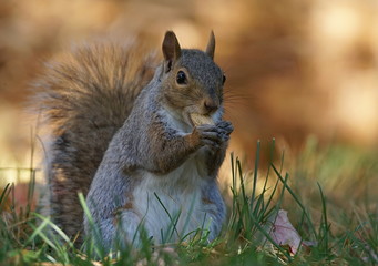 Naklejka na ściany i meble Awesome portrait of a grey squirrel eating a peanut with his paws on a beautiful luminous background