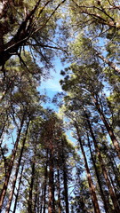 Bottom view of tall pines in a forest with a blue sky background. Vertical picture