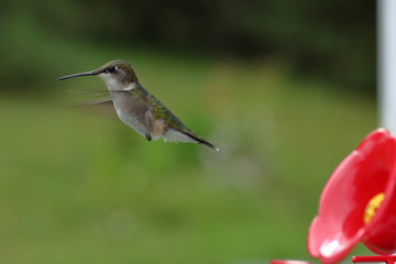 A hummingbird flying away from feeder on a green background