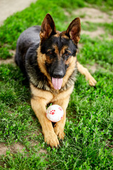 German shepherd lying on the grass in the park.