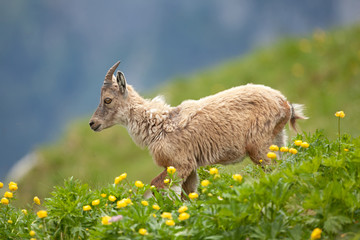 Obraz premium Ibex (Capra ibex) in the mountains. European wildlife nature. Walking in Slovenia. Get close to ibex. Nature in the Triglav National Park. Ibex climb on the rock
