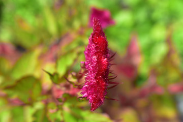 Celosia flower in a flower bed, top view