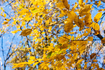 Dry yellow leaves on a branch against the blue sky background in autumn fall on a sunny day.