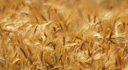 Full frame close up of a field of wheat moving with the wind