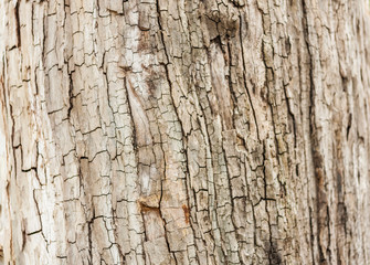 tree bark background, dry wood texture, nature concept.