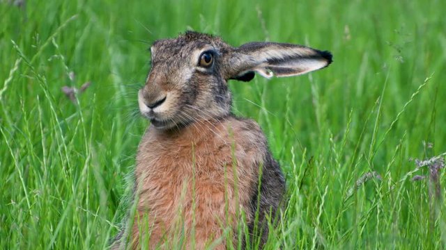 Close-up of a hare eating grass