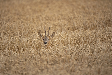 uropean roe deer, capreolus capreolus, in the field. Deer looking for a doe. Deer during the rutting time. European nature.
