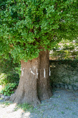 新緑のイチョウの木