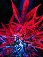 Ripe cannabis plant - Northern Light. Hemp illuminated by psychedelic color light for hallucination...