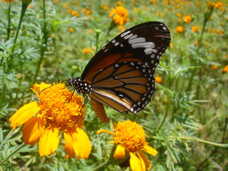 A butterfly feeding on a bright flower