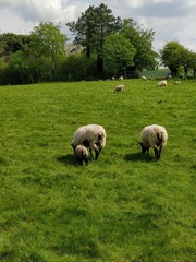 Fototapeta premium Sheep