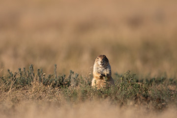 Cute Prairie Dog on the Grasslands