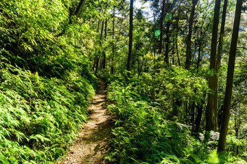 pathway in the green forest
