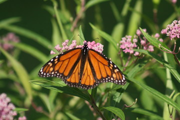 Monarch Butterfly 2020 I 