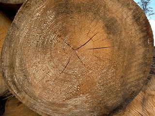 Schnittfläche eines Baumes