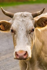 cow with a big belly close up