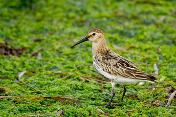 Dunlin, Calidris alpina, bird looking for breath in the mud, Vigo, Spain