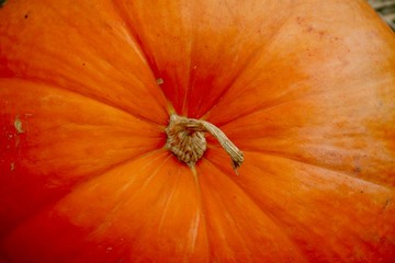 Big orange pumpkin  in pumpkin patch Halloween Thanksgiving in October and November
