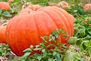 Big orange pumpkin  in pumpkin patch Halloween Thanksgiving in October and November