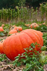 Big orange pumpkin in pumpkin patch with corn field background for Halloween Thanksgiving in October and November